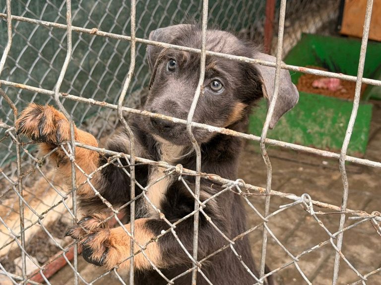 Tierschutz Löwenherz und seine Partner
