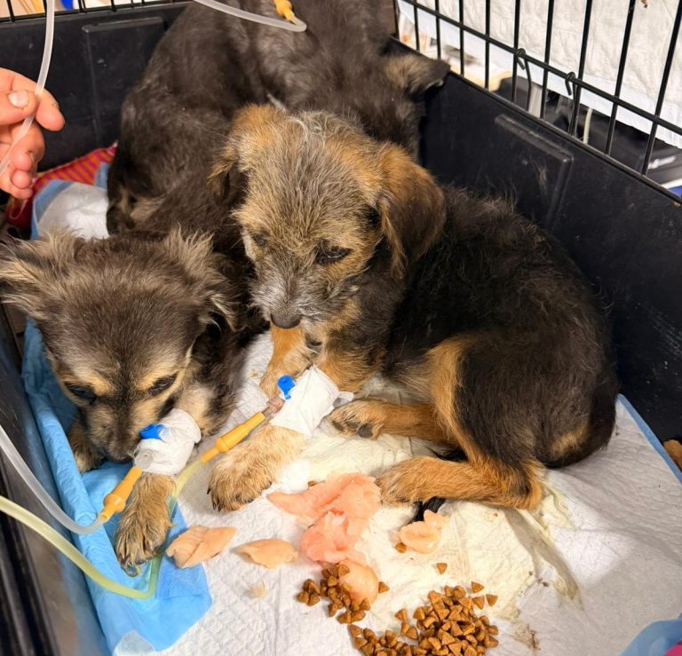 Tierschutz Löwenherz Rettet Jetzt und nicht erst Morgen - das konzept von Löwenherz Alex Löwenherz und seine Organisation Retten in Not geratene Tiere