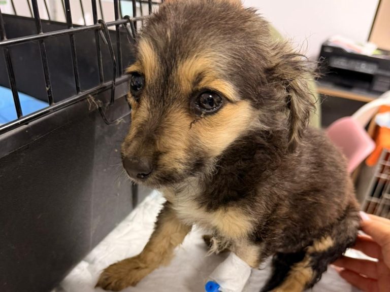 Tierschutz Löwenherz Rettet Hunde und Katzen in Rumänien