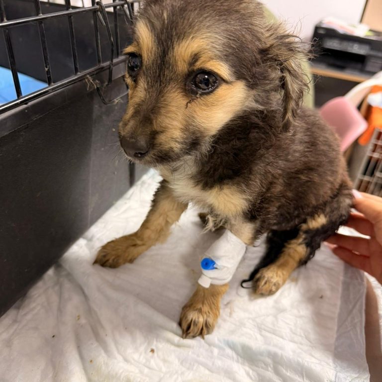 Alex Löwenherz Versorgt Hund
