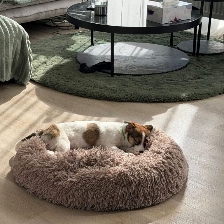 Alex Löwenherz einzigste Kraftschöpfung - wenn Tiere Vermittelt werden.
